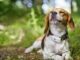 GPS Pet Trackers to Keep Tabs on Your Pet