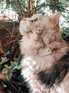 Girafus Cat Tracker RF Finder