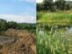 Restoring Nature's Balance: The Importance of Environmental Restoration