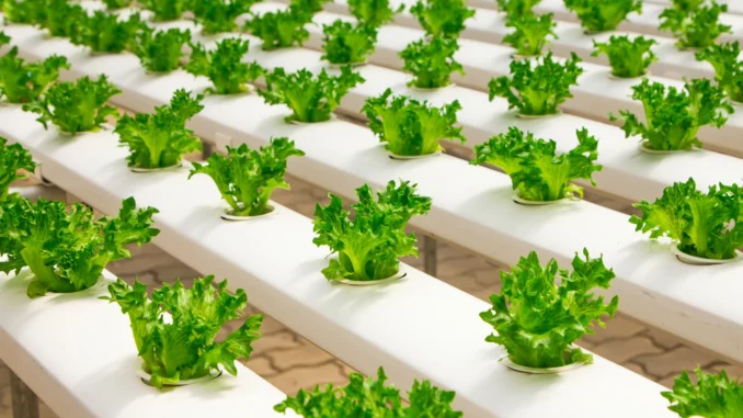 The Future of Food: New Trends and Sustainable Farming The Future of Food: New Trends and Sustainable Farming