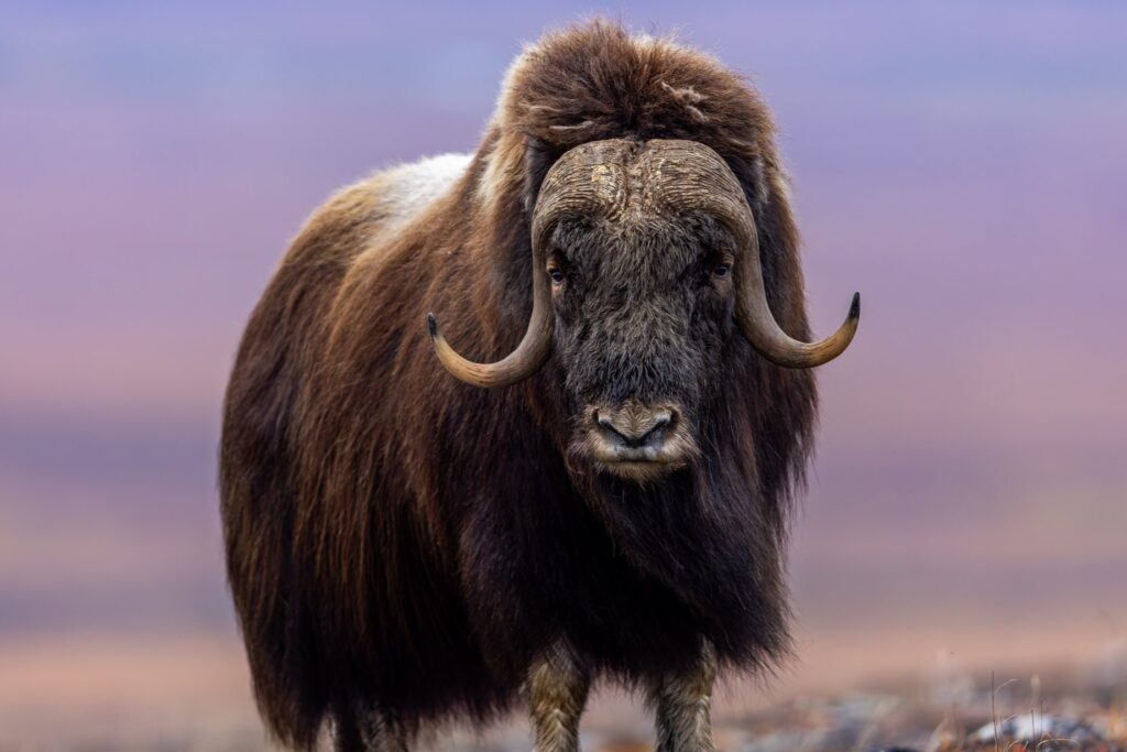 World's Top 10 Most Powerful Animals and Their Incredible Strength 7 Musk Ox