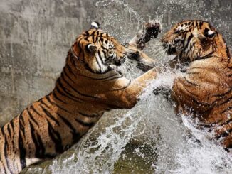 World's Top 10 Most Powerful Animals and Their Incredible Strength 1 World's Top 10 Most Powerful Animals and Their Incredible Strength